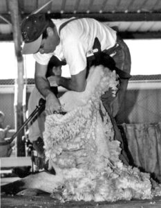 Shearing Sheep